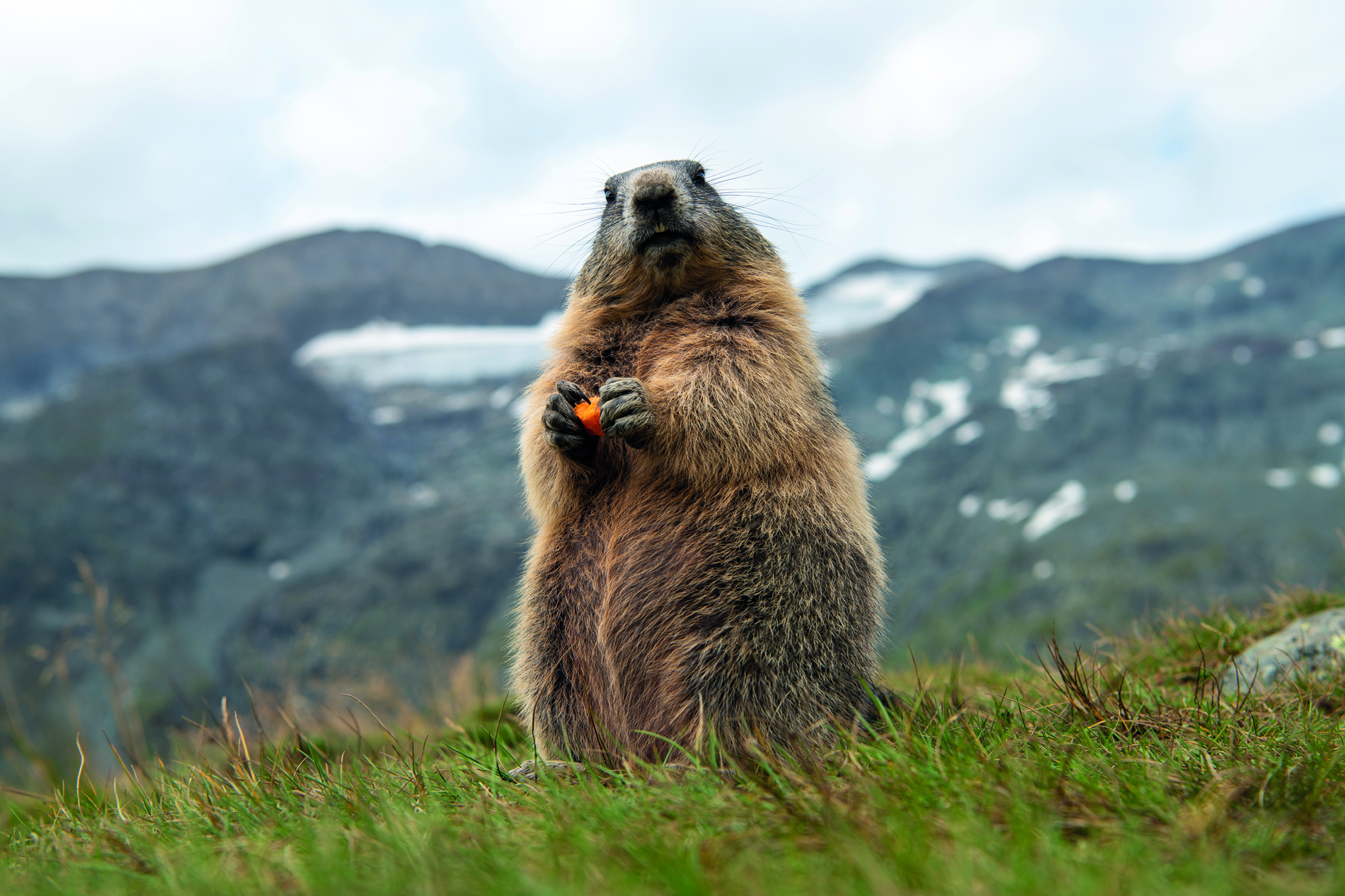 Marmotta