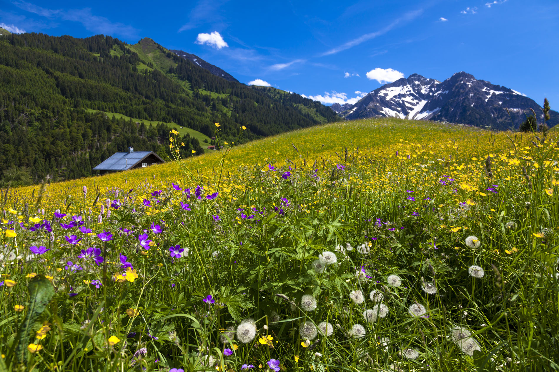 Hay Flowers