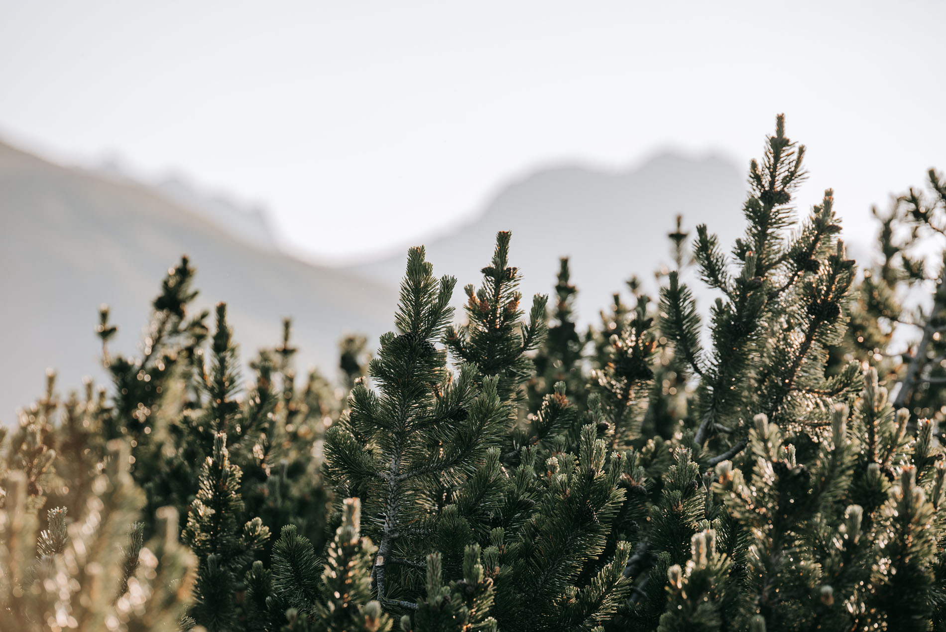 Mountain Pine