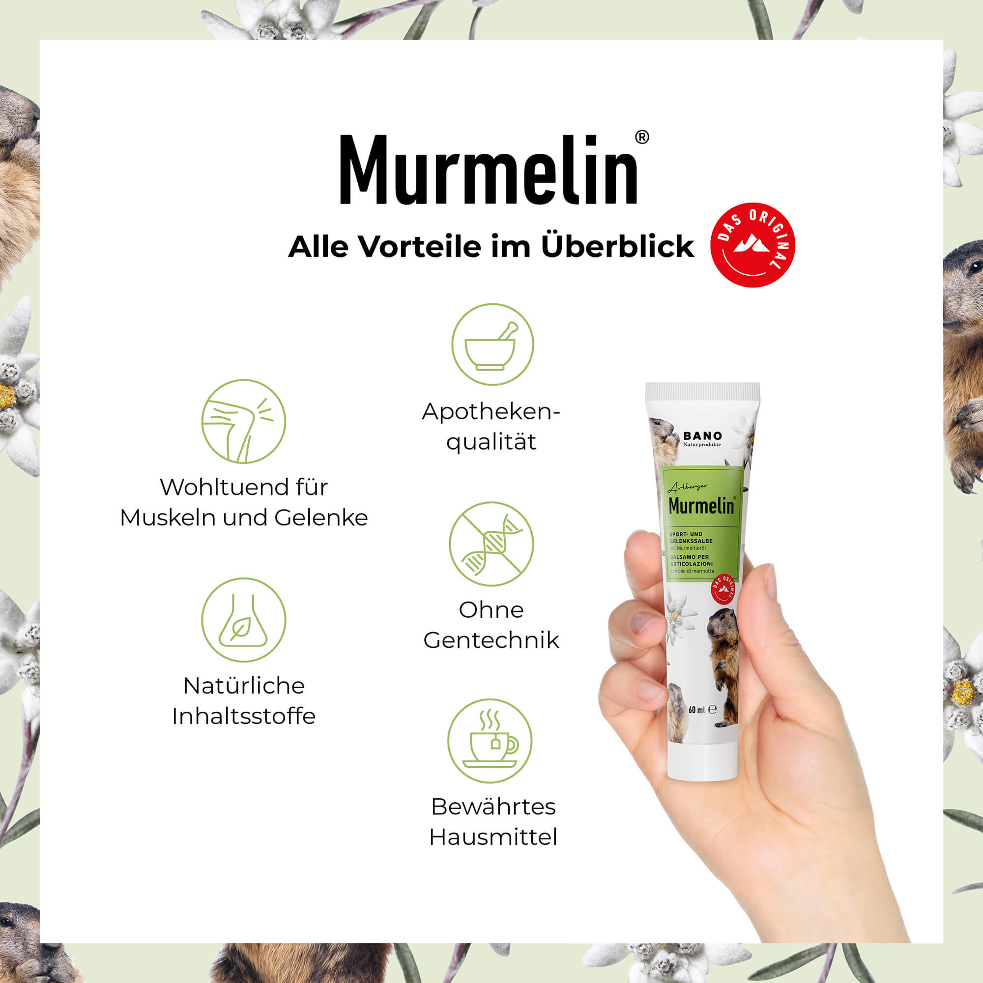 Arlberger Murmelin Sport- und Gelenkssalbe
