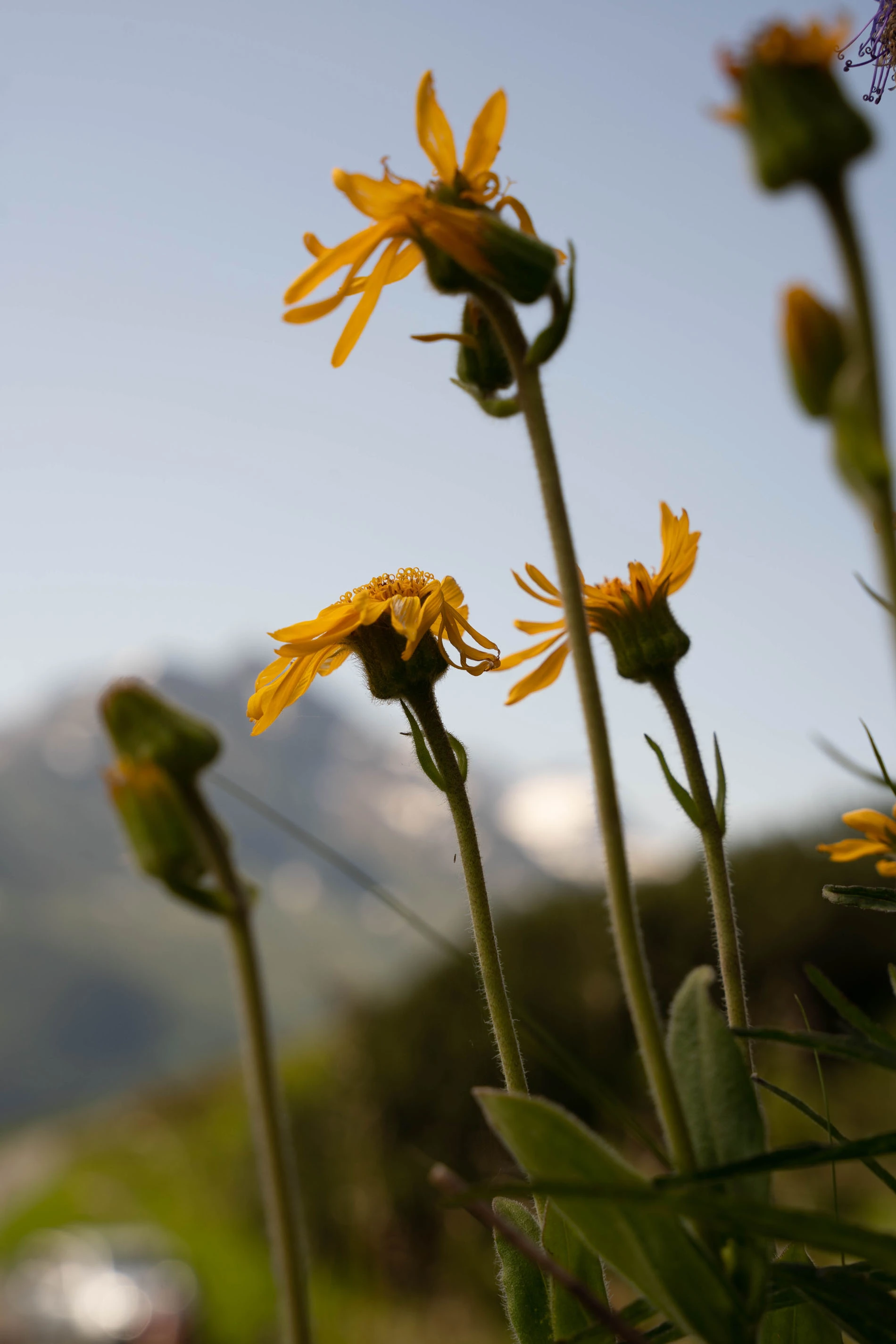 L'Arnica montana, A l'origine de nos produits