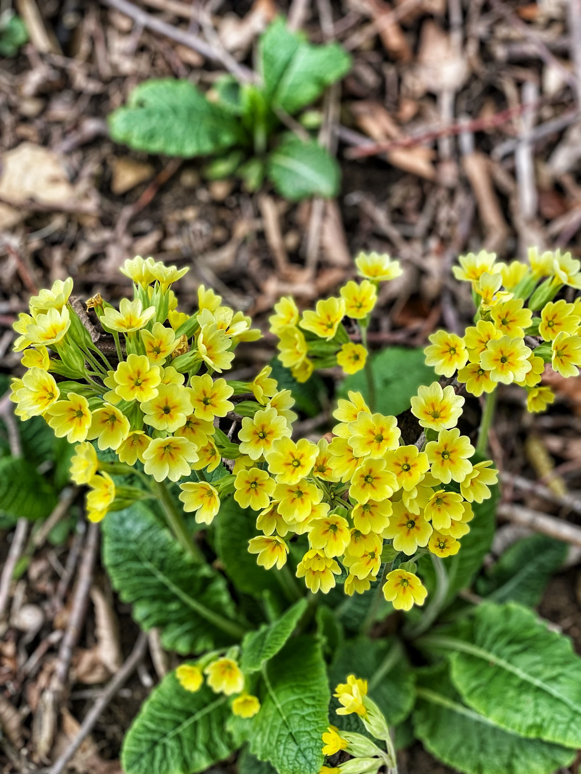 Graminis Extrakt Heublumen nicht schäumen kanister 1L