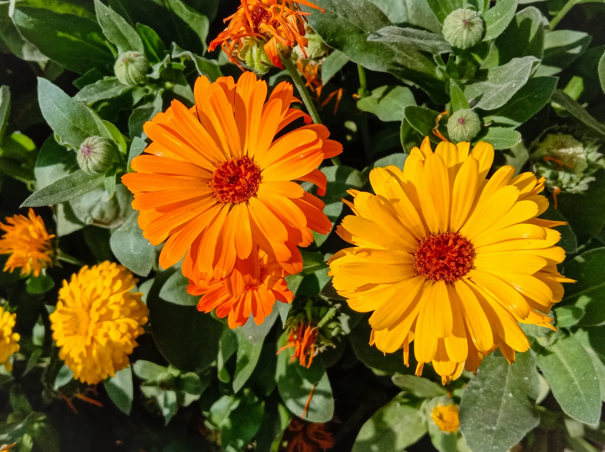 calendula flower meaning